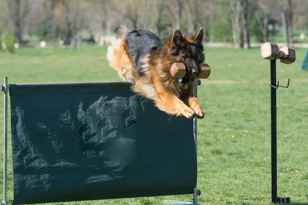 셰퍼드가 경쟁을 점프를 넘어서 스러운 장애물을 뛰어넘고 선택적으로 개에게 초점을 — 스톡 사진