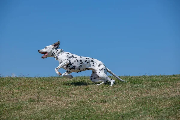 Baharda açık havada koşan Dalmaçyalı bir köpek. Seçici odak
