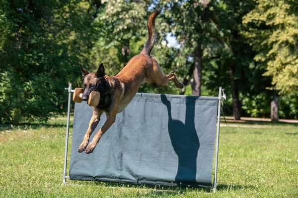 Belgian Shepherd Agility Competition Bar Jump Proud Dog Jumping Obstacle — стоковое фото