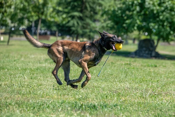 Close Running Belgian Shepherd Outdoor Selective Focus Dog — Stock Photo, Image