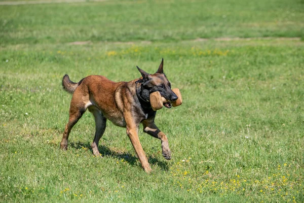 Close Running Belgian Shepherd Outdoor Selective Focus Dog — Stock Photo, Image