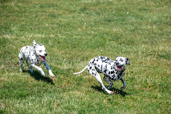 Wyprowadzanie Dalmatyńskiego Psa Zewnątrz Wiosną Skupienie Selektywne — Zdjęcie stockowe