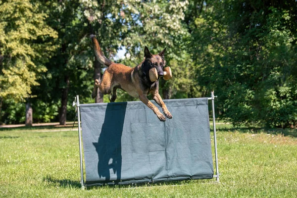 ベルギーの羊飼い敏捷性の競争の上で バージャンプします 障害物を飛び越える誇り高い犬 犬に焦点を当てます — ストック写真