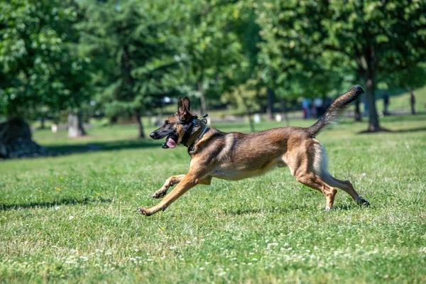 Close Running Belgian Shepherd Outdoor Selective Focus Dog — Zdjęcie stockowe