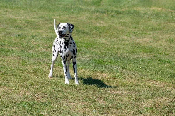 Correr Perro Dálmata Aire Libre Primavera Enfoque Selectivo — Foto de Stock