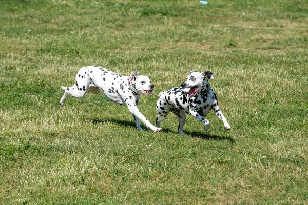 春に屋外でダルマチア犬を実行しています 選択的焦点 — ストック写真