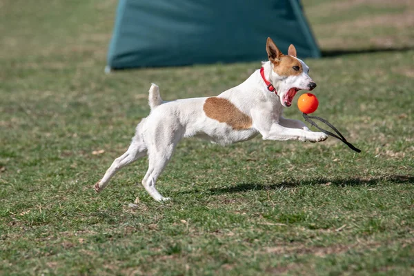 Kleiner Lustiger Hund Jack Russel Terier Fängt Ball Auf Dem — Stockfoto