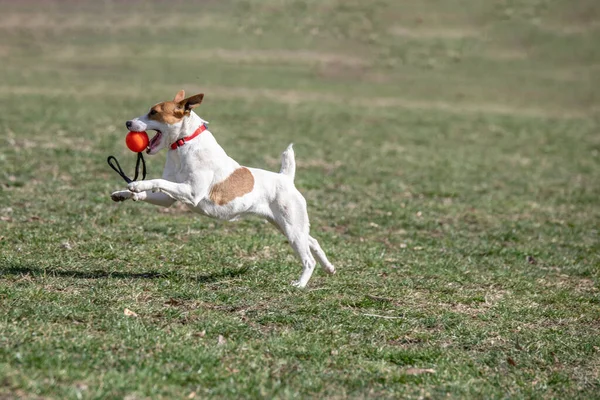 Kleiner Lustiger Hund Jack Russel Terier Fängt Ball Auf Dem — Stockfoto