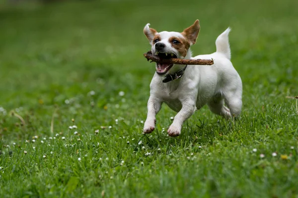 Jack Russell Terrier Verfolgen Und Fangen Spielen Auf Grünem Gras — Stockfoto
