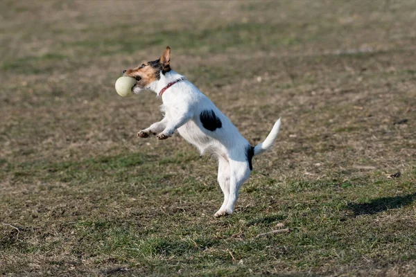 Pequeño Perro Divertido Jack Russel Terier Captura Pelota Hierba Verde —  Fotos de Stock