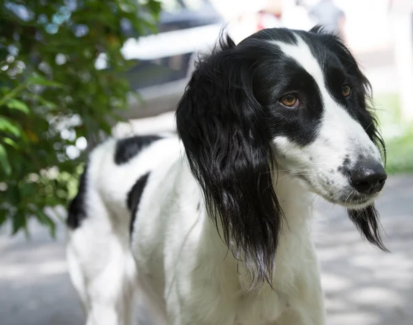 Taigan Doğu Sighthounds Ailesinin Bir Üyesidir Tayvan Çok Nadir Bulunan — Stok fotoğraf