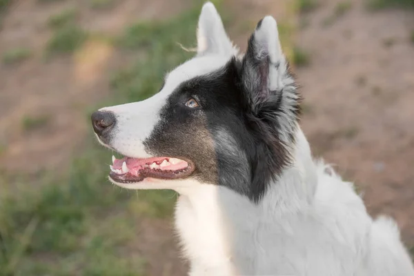 Retrato Una Joven Laika Yakutiana — Foto de Stock