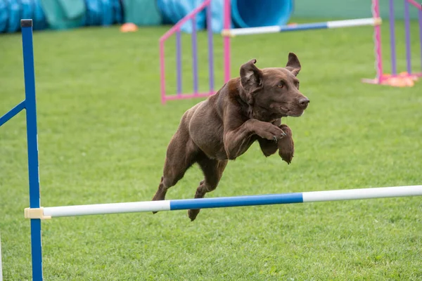 纯种拉布拉多猎犬在敏捷竞争中跳过障碍 — 图库照片