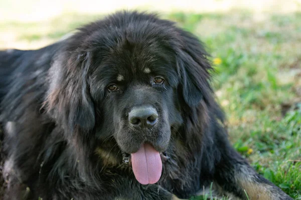 Tibetli Mastiff Dog Parkın Dışındaki Yakın Görüntüsü Seçici Odak — Stok fotoğraf