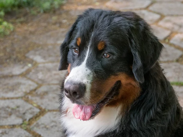 Genç Güzel Bir Bernese Dağ Köpeği Dilini Dışarı Çıkarırken Çimlerin — Stok fotoğraf