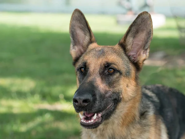 Alman Kurdu Yeşil Çimlerin Üzerinde Oturuyor Köpeğe Odaklan — Stok fotoğraf