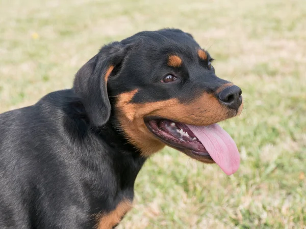 Rottweiler Çimlerin Üzerinde Köpeğe Odaklan — Stok fotoğraf