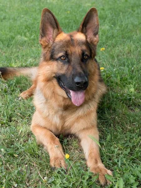 Alman Kurdu Yeşil Çimlerin Üzerinde Oturuyor Köpeğe Odaklan — Stok fotoğraf