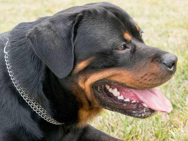 夏の日に草の牧草地で自然の中で純血種のRottwiler犬 犬に焦点を当てる — ストック写真