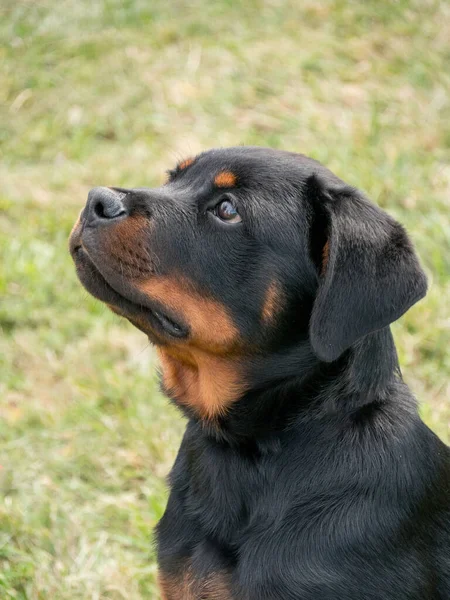 Young Purebred Rottweiler Dog Outdoors Nature Grass Meadow Summer Day — стокове фото