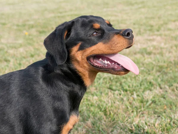 Genç Safkan Rottweiler Köpeği Yaz Günü Çim Çayırında Doğada Köpeğe — Stok fotoğraf
