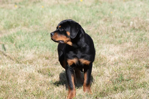 Purebred Rottweiler Dog Outdoors Nature Grass Meadow Summer Day Selective — Stockfoto