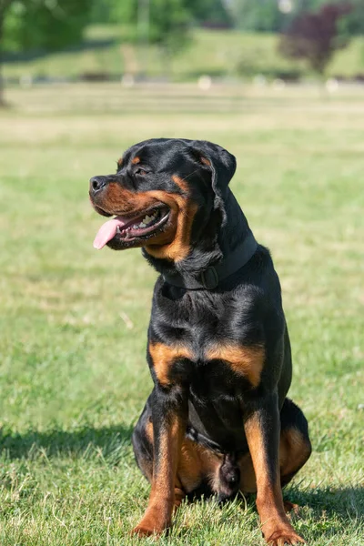 Rottweiler Dog Sitting Green Grass Outdoor — Stockfoto