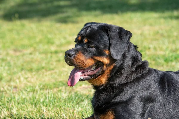 Rottweiler Pies Leżący Zielonej Trawie Zewnątrz — Zdjęcie stockowe