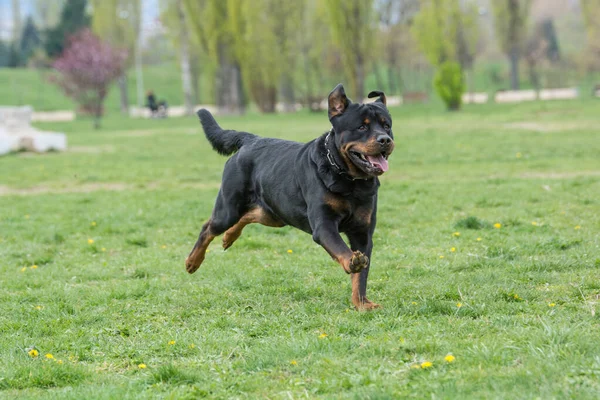 Rottweiler Correndo Grama Foco Seletivo Cão — Fotografia de Stock