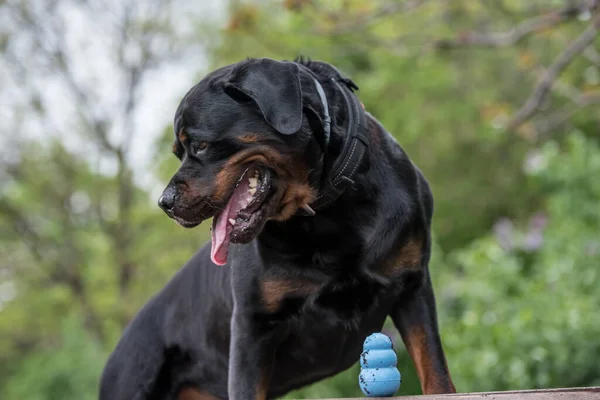 Retrato Rottweiler Enfoque Selectivo Perro —  Fotos de Stock