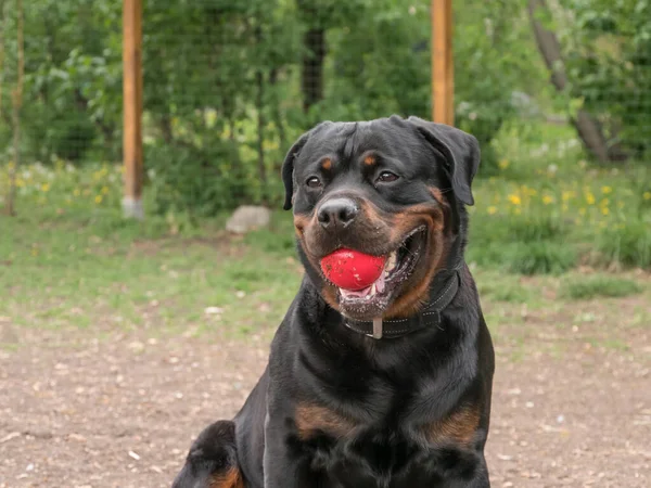 Rottweiler 'ın portresi. Köpeğe odaklan.