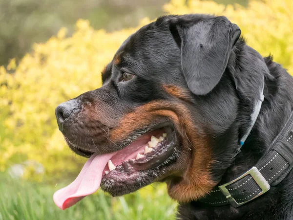 Head Shot Rottweiler Selective Focus Dog — стокове фото