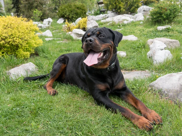 Portret Van Rottweiler Selectieve Focus Hond — Stockfoto