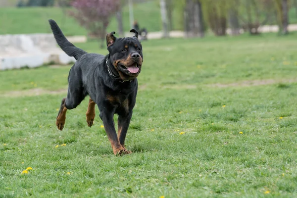 Rottweiler çimenlerin üzerinde çalışan. Seçici odak köpek