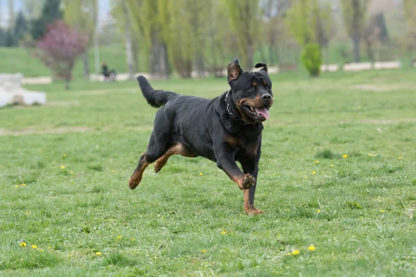 Rottweiler Cours Exécution Sur Herbe Mise Point Sélective Sur Chien — Photo