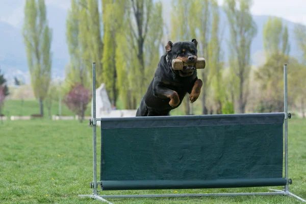 Rottweiler Agility Competition Bar Jump Proud Dog Jumping Obstacle Selective — стоковое фото