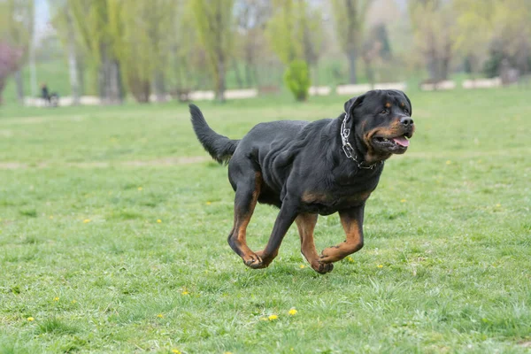 Rottweiler Çimenlerin Üzerinde Çalışan Seçici Odak Köpek — Stok fotoğraf