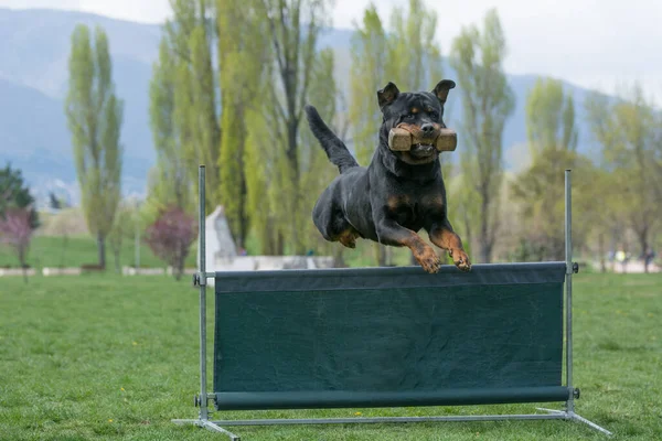 Rottweiler Agility Competition Bar Jump Proud Dog Jumping Obstacle Selective — стоковое фото