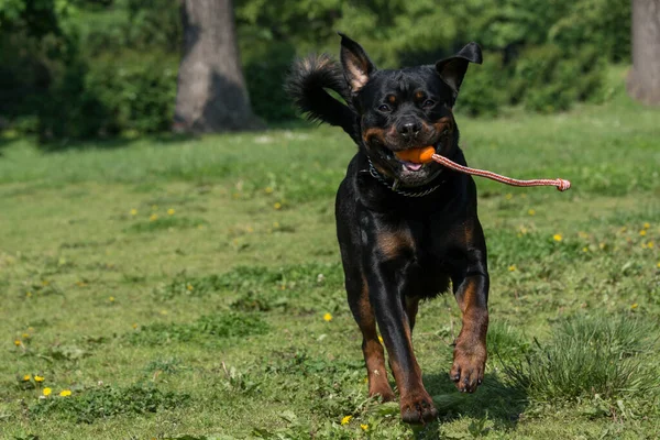 Rottweiler Cours Exécution Extérieur Dans Parc Mise Point Sélective — Photo