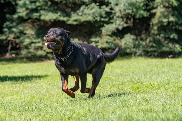 Rottweiler Running Grass Selective Focus Dog — Stock Photo, Image