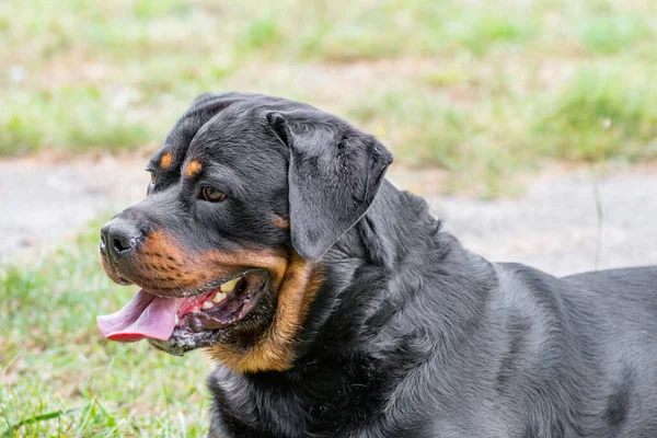 緑の芝生の屋外でロットワイラー犬 犬に焦点を当てます — ストック写真