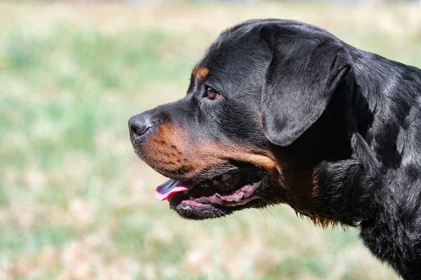 Safkan Rottweiler Köpeği Yaz Günü Çim Çayırında Doğada Köpeğe Odaklan — Stok fotoğraf