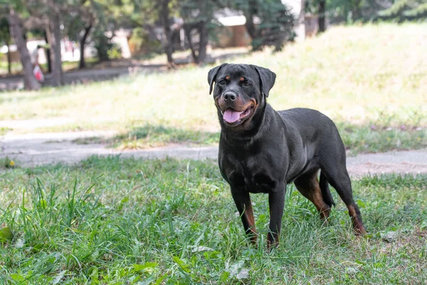 Safkan Rottweiler Köpeği Yaz Günü Çim Çayırında Doğada Köpeğe Odaklan — Stok fotoğraf