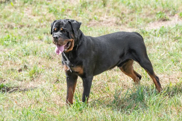 Rottweiler Pes Zelené Trávě Venku Selektivní Zaměření Psa — Stock fotografie