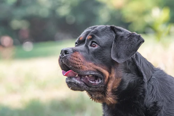 Purebred Rottweiler Hond Buiten Natuur Grasweide Een Zomerdag Selectieve Focus — Stockfoto