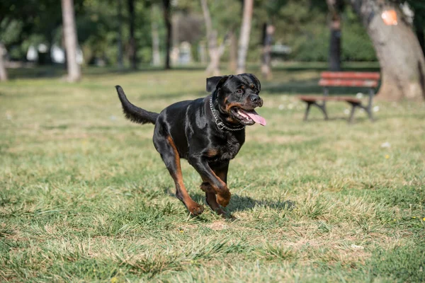 Rottweiler Esecuzione Sull Erba Messa Fuoco Selettiva Sul Cane — Foto Stock