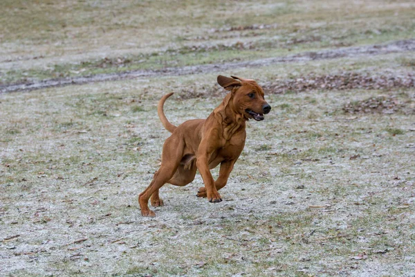Rhodesian Ridgeback Dog Running Park Selective Focus — Stock Photo, Image