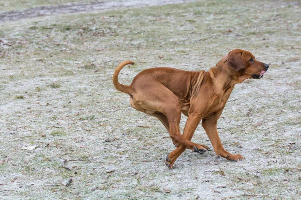 Rhodesian Ridgeback Dog Running Park Selective Focus — Foto Stock