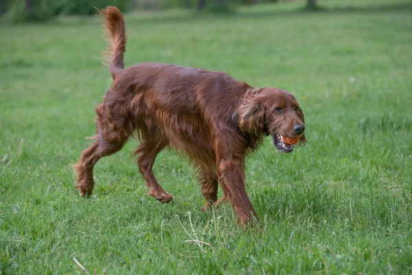 Irish Setter Runs Field Selective Focus Dog — Stock Photo, Image