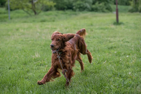 Setter Irlandais Court Travers Champ Selective Focus Sur Chien — Photo